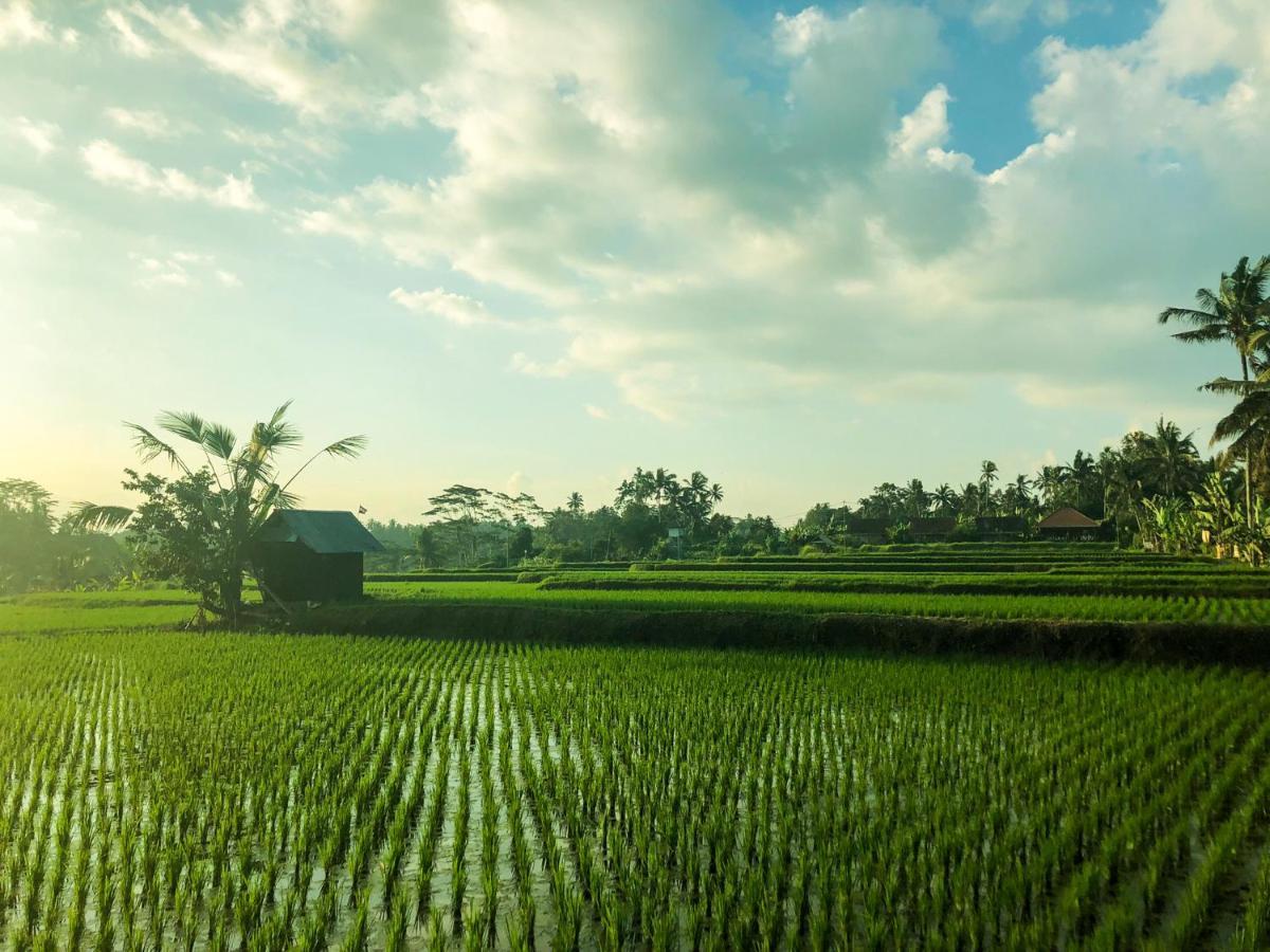 Rayshiva Homestay Ubud Exteriér fotografie
